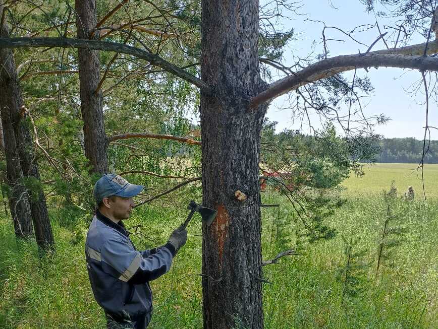 Белокурихинское лесничество проведет рубки ухода в Дунюшкином логу.